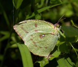 Mottled Emigrant 梨花遷紛蝶 （旱季型）Catopsilia pyranthe