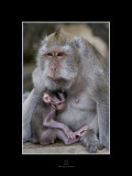 Monkey Temple