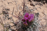 The cactus & wildflowers are in bloom