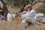 Camel Race Show