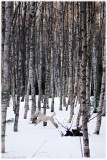 21/3 Bonnie in the birch grove