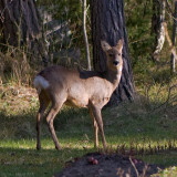 20/4 Deer enjoying a buff in our neighbours garden.