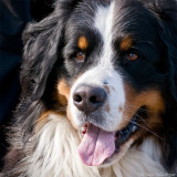 4/4 55 kgs of Bernen Sennen (Bernese Mountain Dog), very interested in Bonnie...