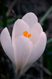 10/4 Another crocus from Wednesday