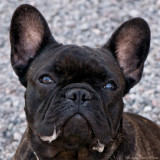 Sren, the french bulldog, finds Bonnie quite drool-worthy as you can see...