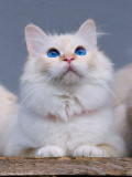 Darling, new kitten next door