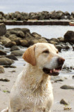 My first dog, Tpseli.  A yellow labrador retriever