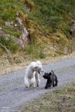 Bonnie and lla doing girl stuff and chatting on our evening walkies