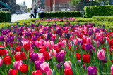 Tulips in Kungstrdgrden