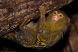 pygmy marmoset 3 700.jpg