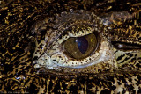 cuban croc eye 700.jpg