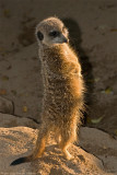 meerkat sunbathing 700.jpg