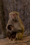 baboon mum and baby 700.jpg