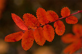 autumn leaf 700.jpg