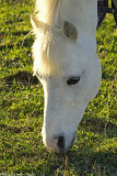 white horse 2 700.jpg