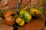 frozen tomatoes 700.jpg