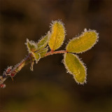 frosty leaf 3002 900 kopiera.jpg