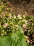 Petasite alba