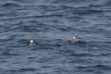 Guillemot de Troil