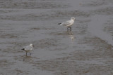 Mouette rieuse