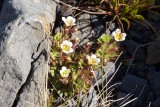 Saxifraga cespitosa