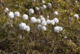 Eriophorum scheuchzeri