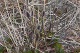 Alopecurus borealis