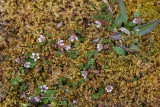 Saxifraga rivularis