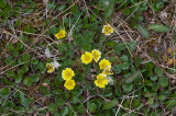 Potentilla hypartica