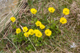 Ranunculus nivalis