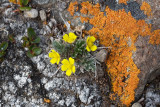 Potentilla pulchella