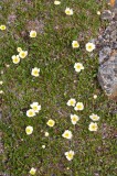 Dryas octopetala