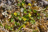 Ranunculus pygmeus