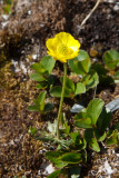 Ranunculus affinis