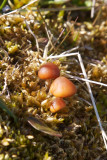 Champignon