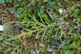 Equisetum arvense