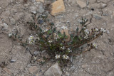 Draba