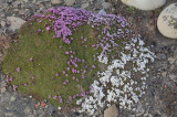 Silene acaulis et Arenaria pseudofrigida