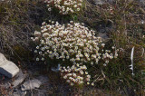 Saxifraga cespitosa