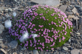Silene acaulis