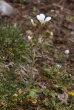 Saxifrage granule