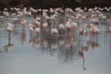 Flamants roses