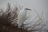 Aigrette garzette