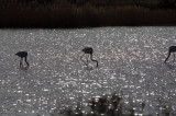 Flamants roses