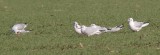Mouettes rieuses