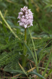 Orchis lact