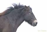 exmoor pony portrait