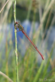 small red damselfly