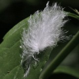 feather