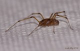spider id